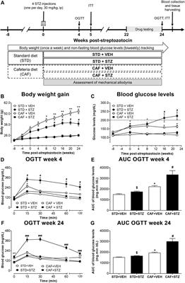 Characterization of Mechanical Allodynia and Skin Innervation in a Mouse Model of Type-2 Diabetes Induced by Cafeteria-Style Diet and Low-Doses of Streptozotocin